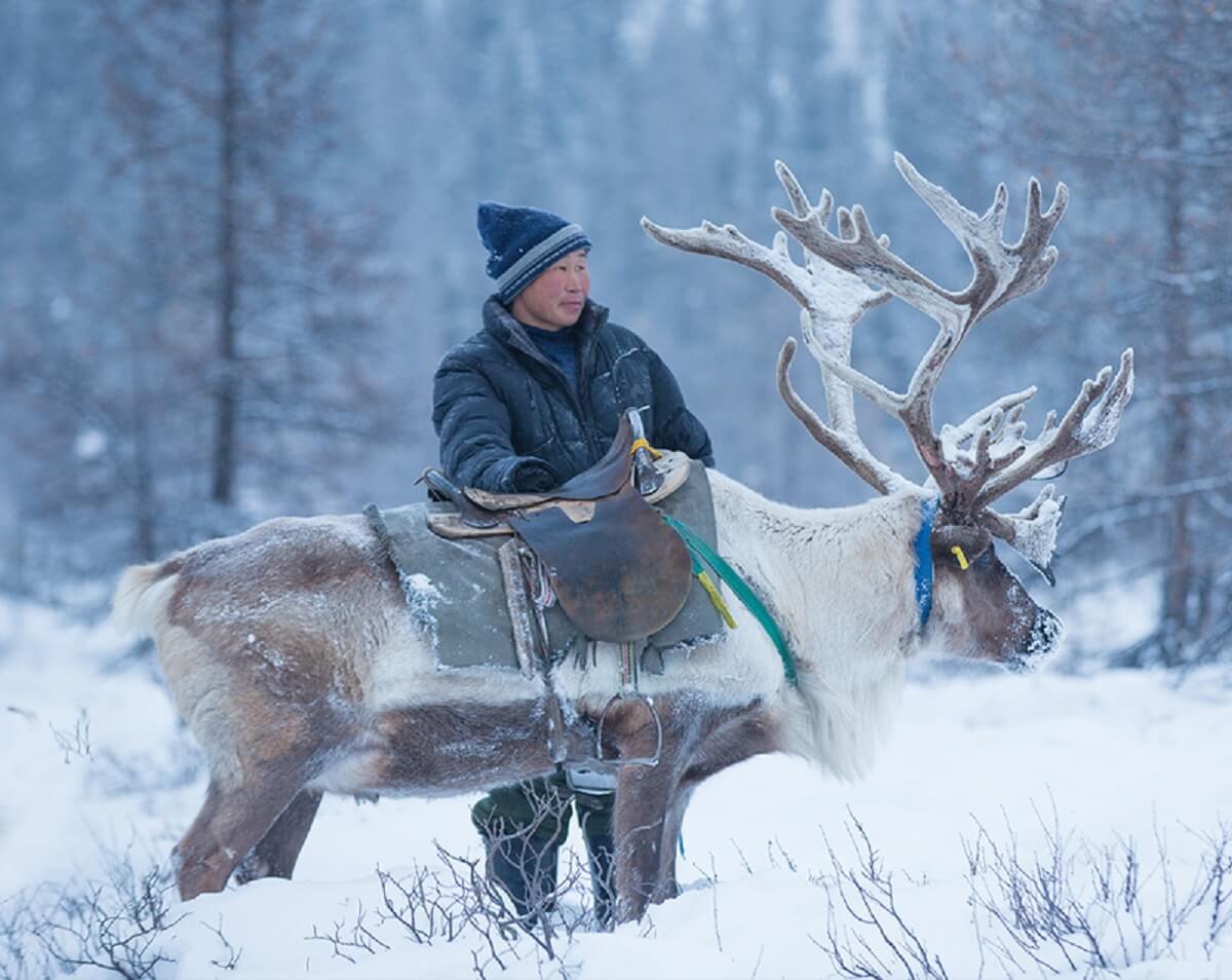 reindeer in winter