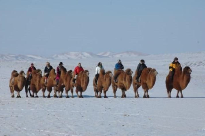 Mongolian Camel Racing in Gobi Desert