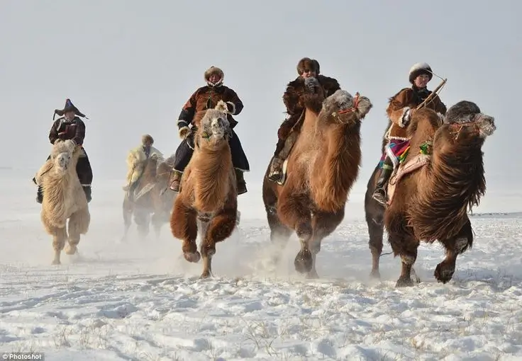 Mongolian Camel Racing in Gobi Desert 33 Camel Herders and their Camels
