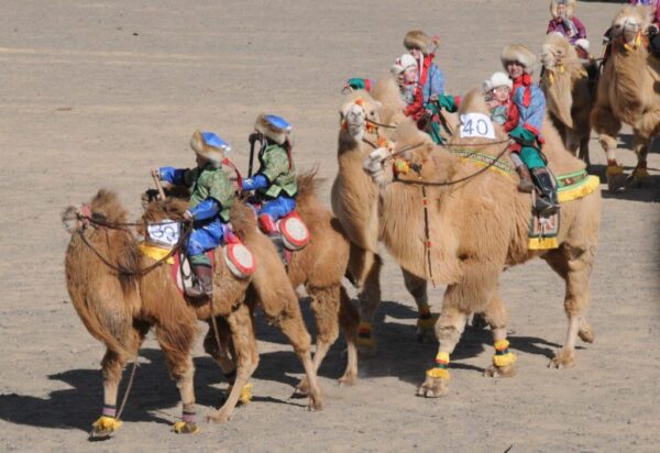 Mongolian Camel Racing in Gobi Desert