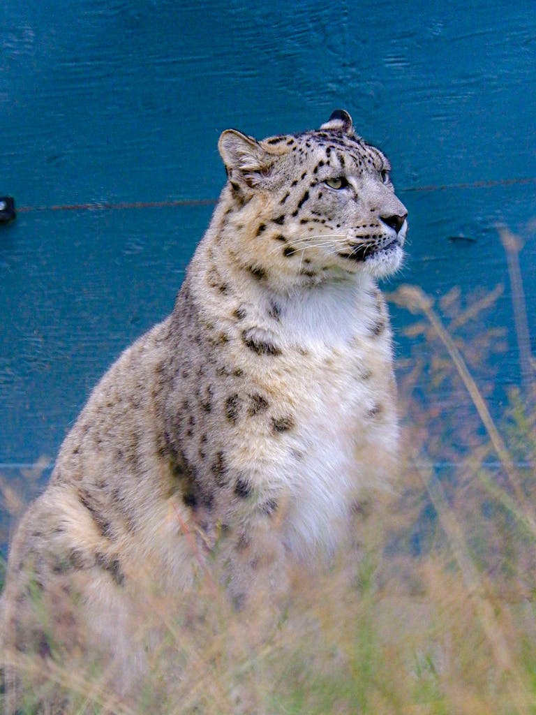 A Snow Leopard Sitting on the Background of a Blue Wall