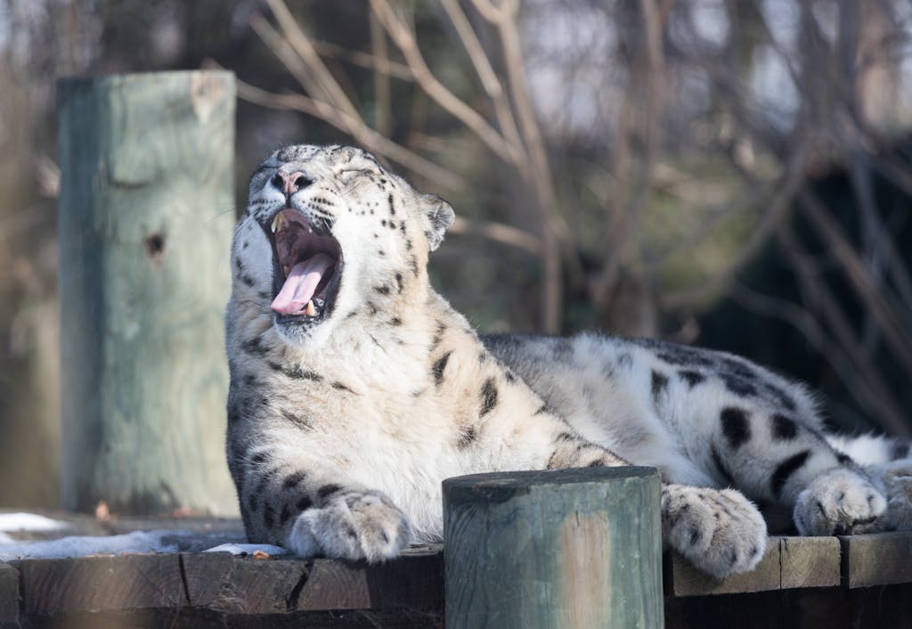 A Snow Leopard Yawning while Lying on a Wooden Surface