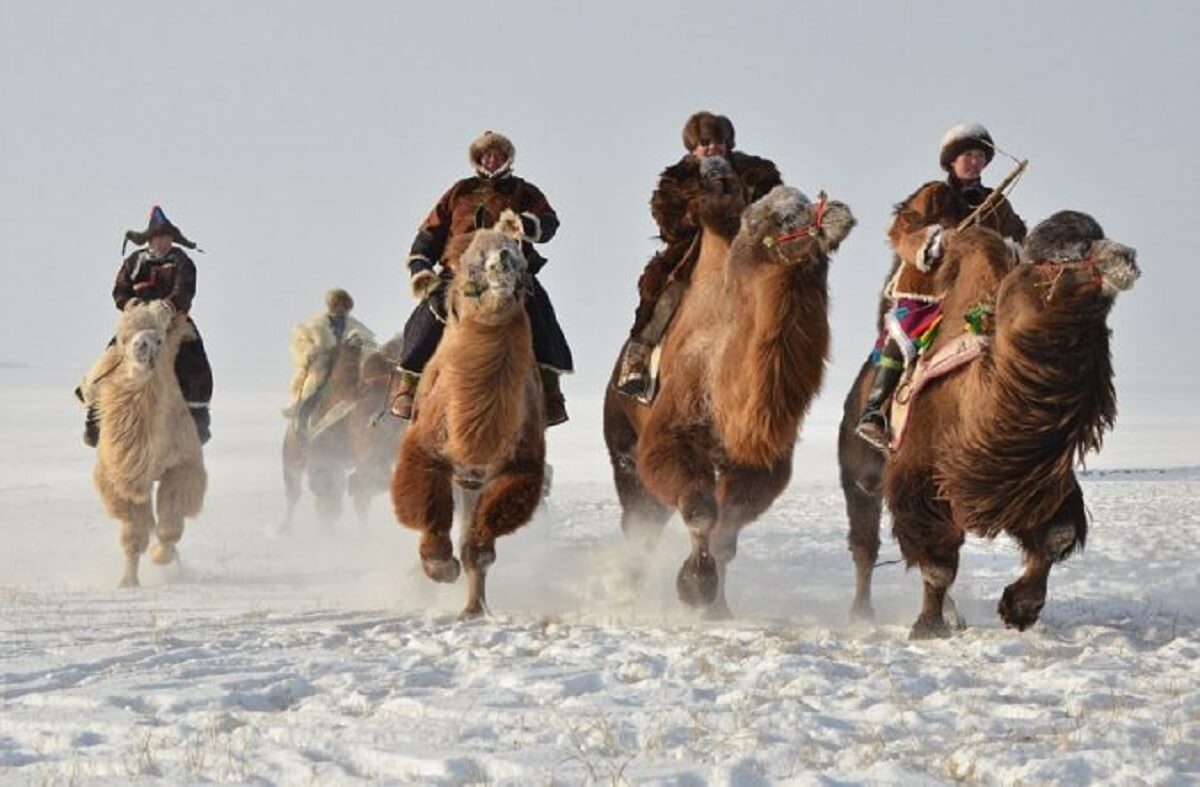 mongolian camel racing