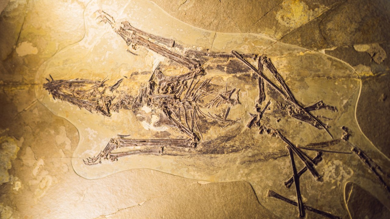 mongolia dinosaur fossil