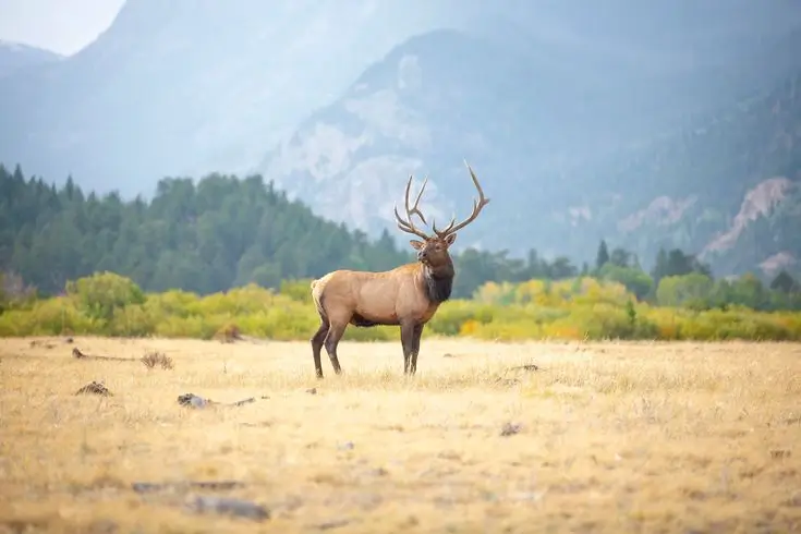 Elk Hunting Mongolia: A Complete Guide 30 elk surviving