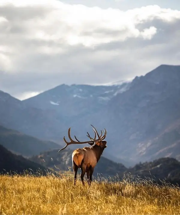 Elk Hunting Mongolia: A Complete Guide 24 Elk hunting mongolia