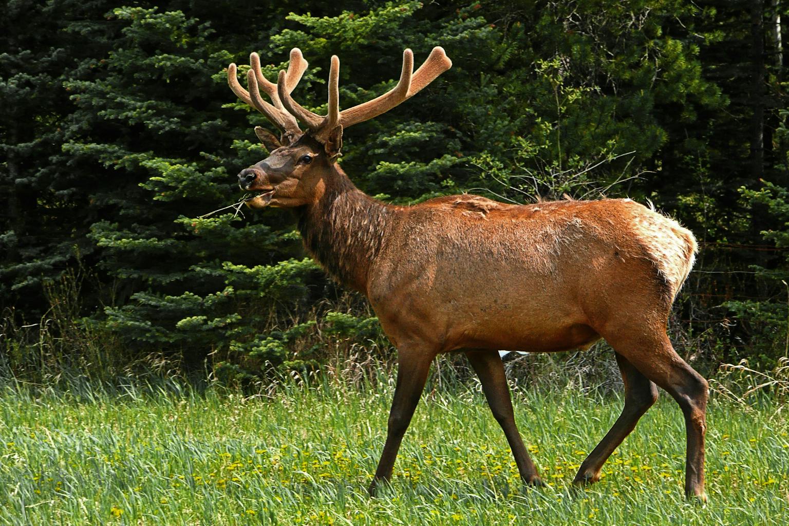 Elk Hunting Mongolia: A Complete Guide