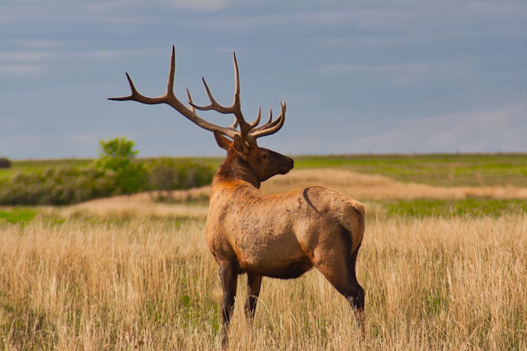 Brown Elk Standing on Grassland in Mongolia