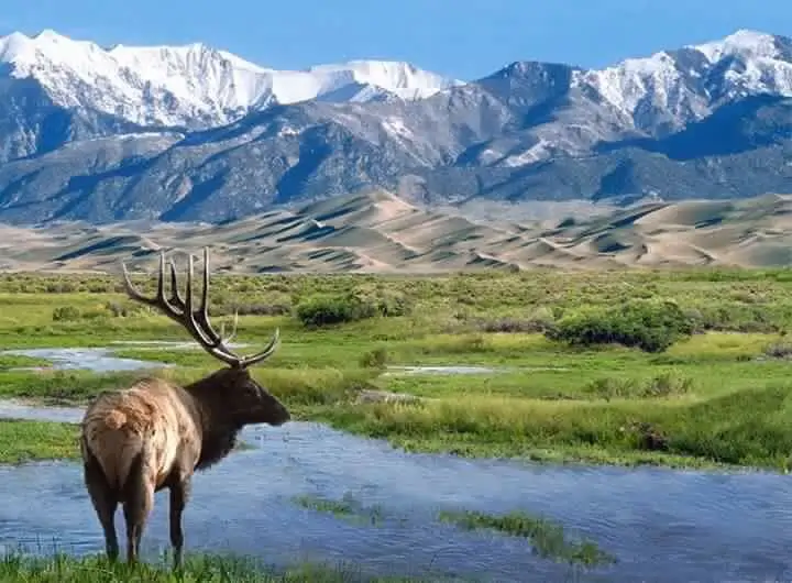 Elk Hunting Mongolia: A Complete Guide 25 elk hunting mongolia