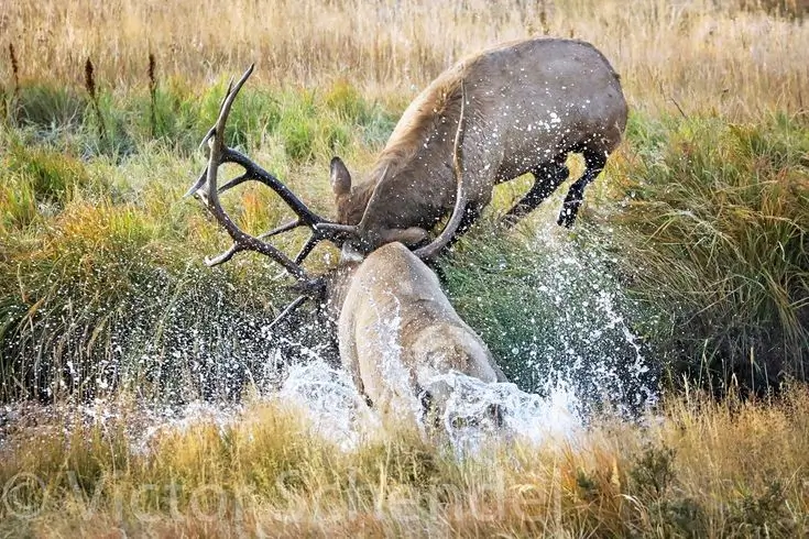 Elk Hunting Mongolia: A Complete Guide 29 elk hunting season mongolia