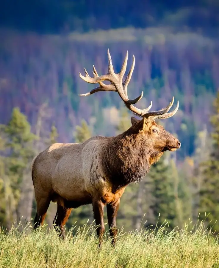 Elk Hunting Mongolia: A Complete Guide 26 elk male in steppe mongolia