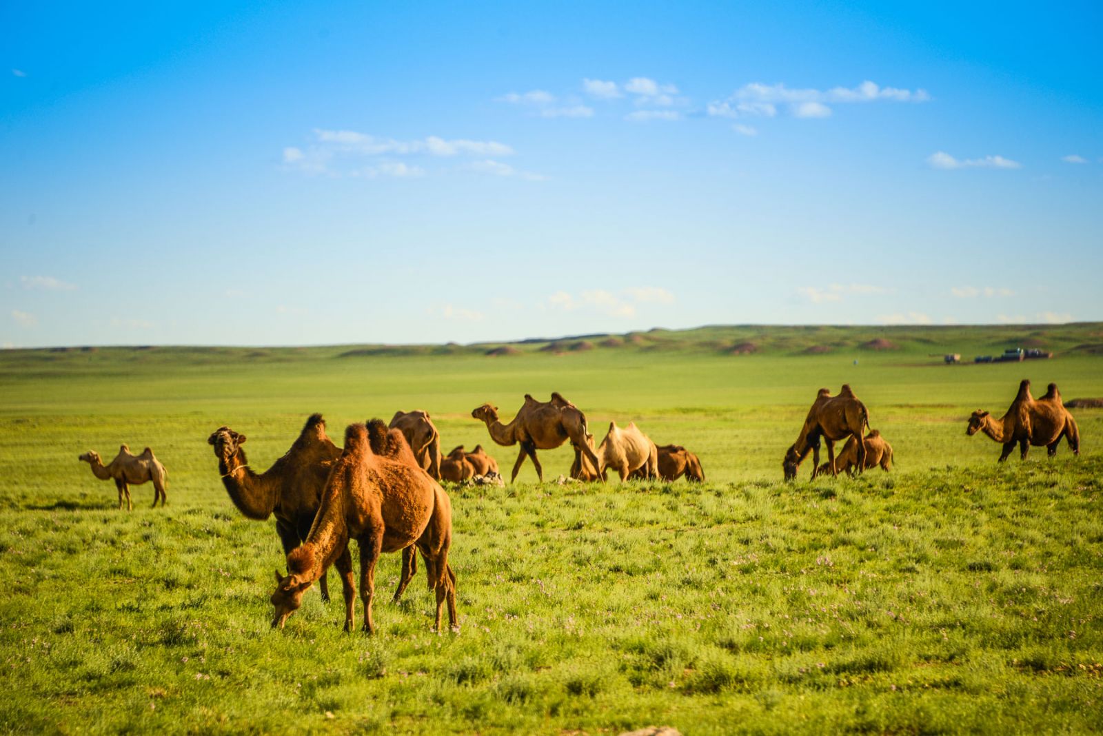 Bactrian camel