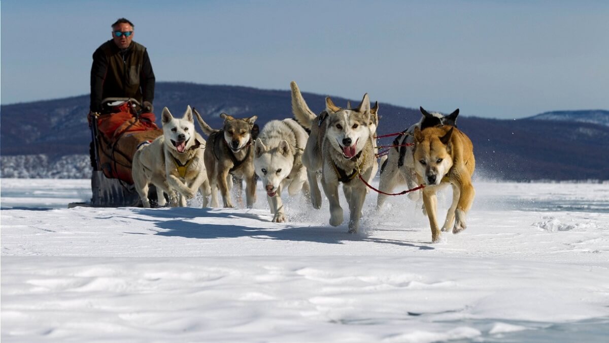 dog sledding