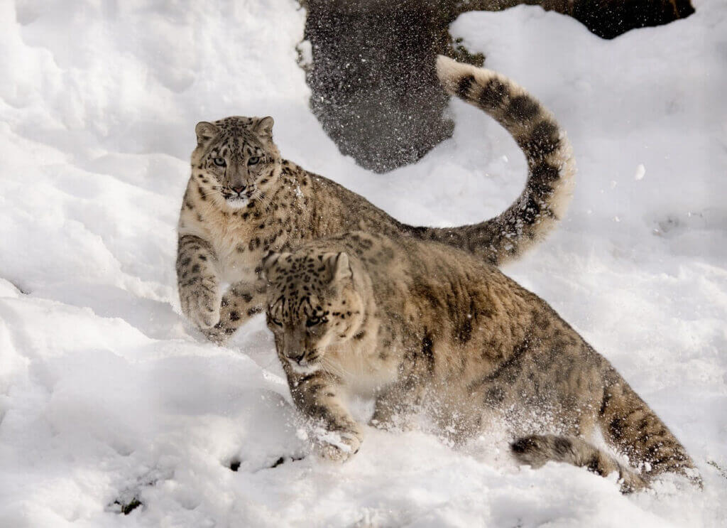 snow leopard