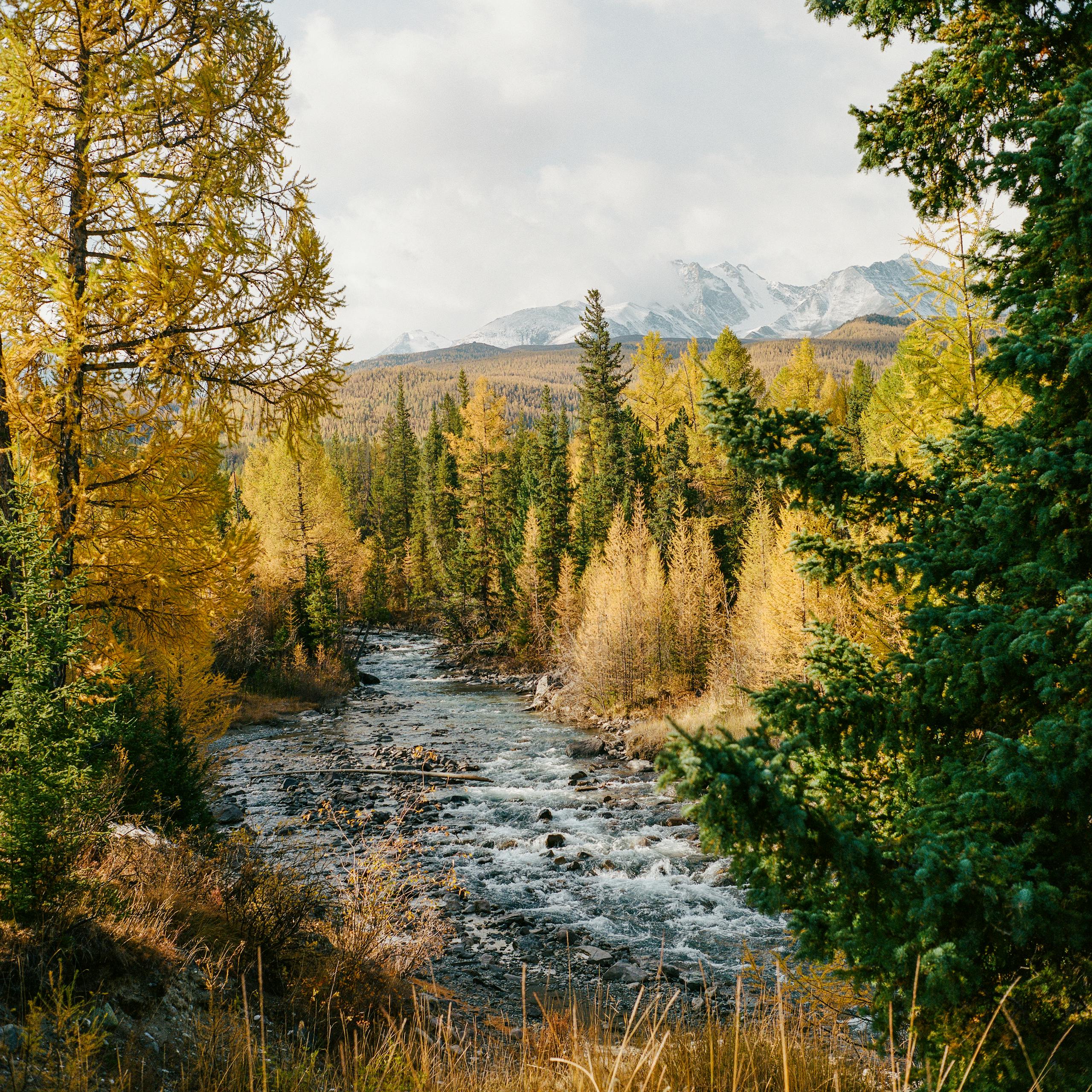 A tranquil river flowing through a vibrant autumn forest landscape in the Altai