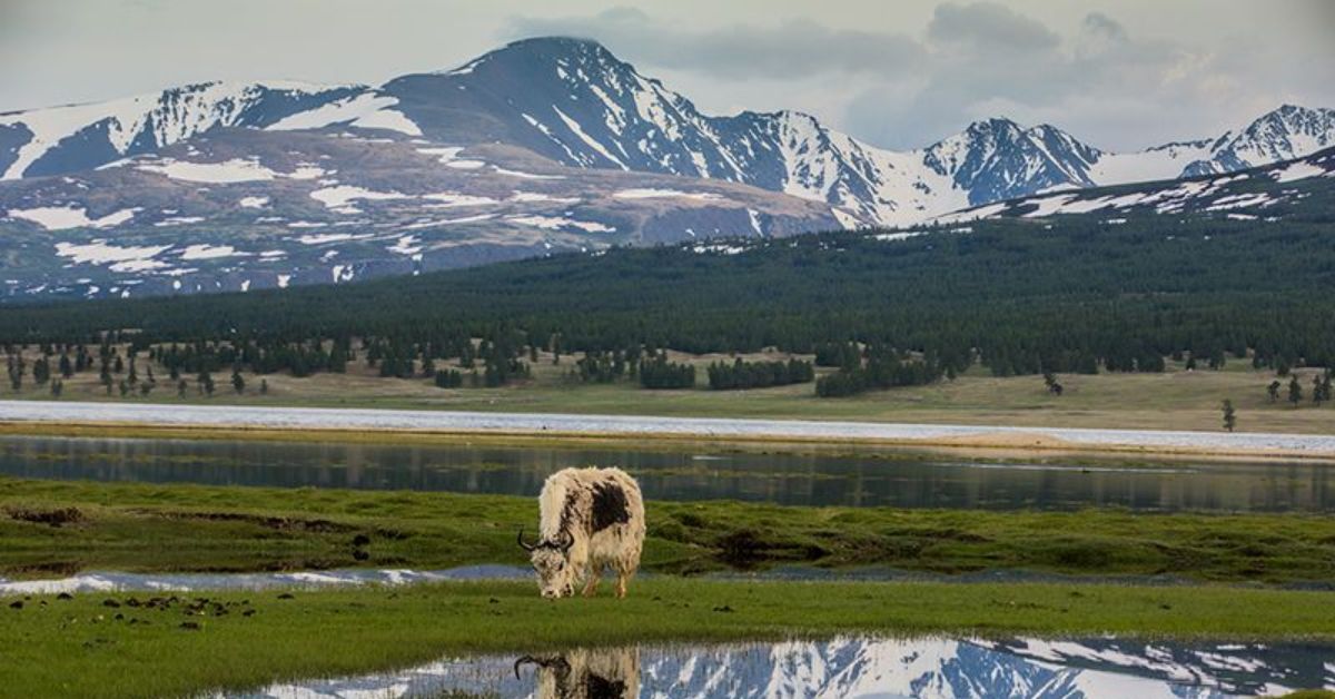 Altai Tavan Bogd National Park