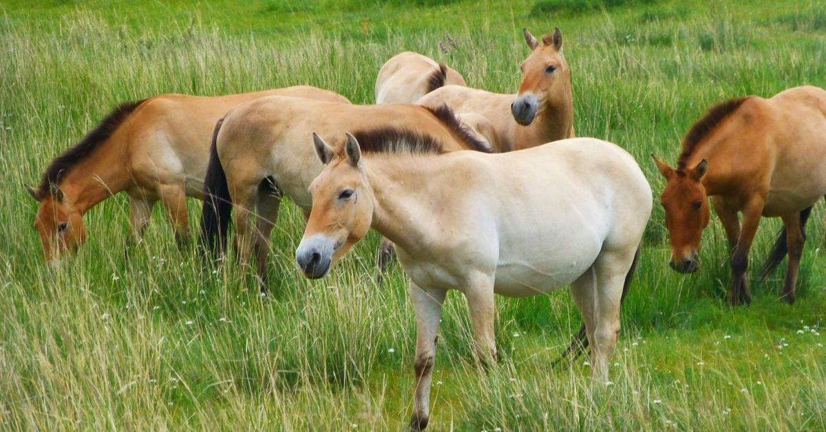 Hustai National Park