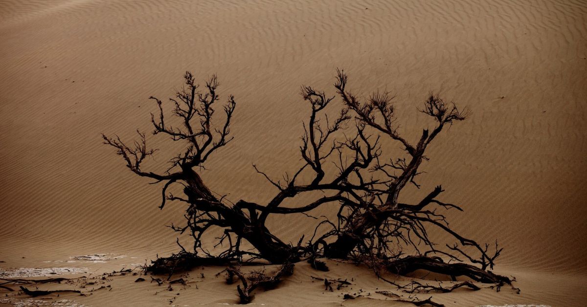 The Gobi Desert Trees Adaptations