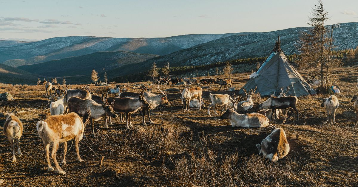 The Teepee Mongolia