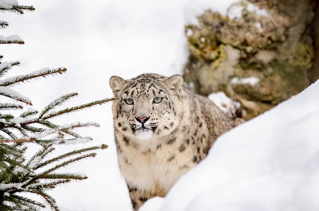 snow leopard gobi desert