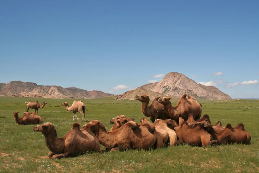 Gobi camels in Mongolia