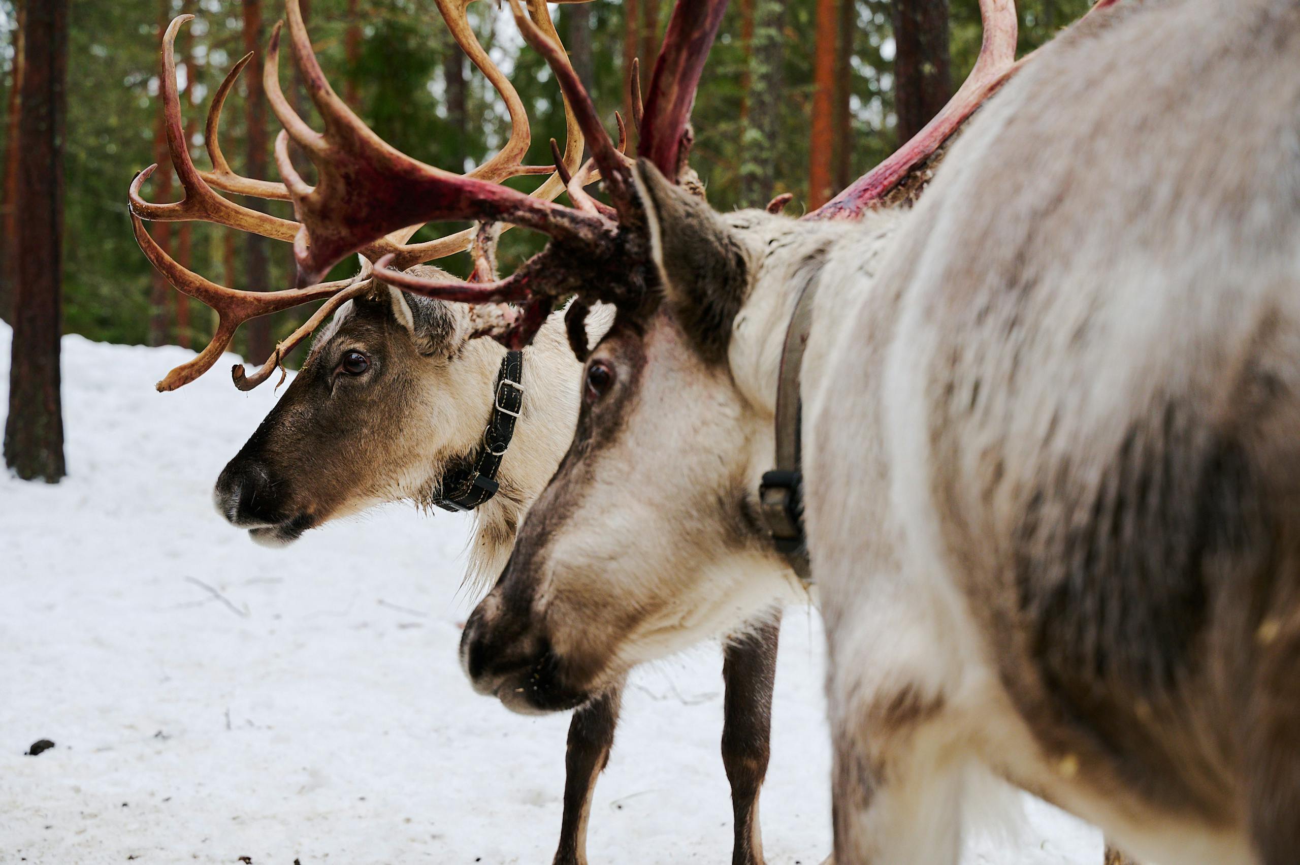 Close-up of reindeer with antlers in a snowy Finnish forest, capturing the essence of winter wildlife.