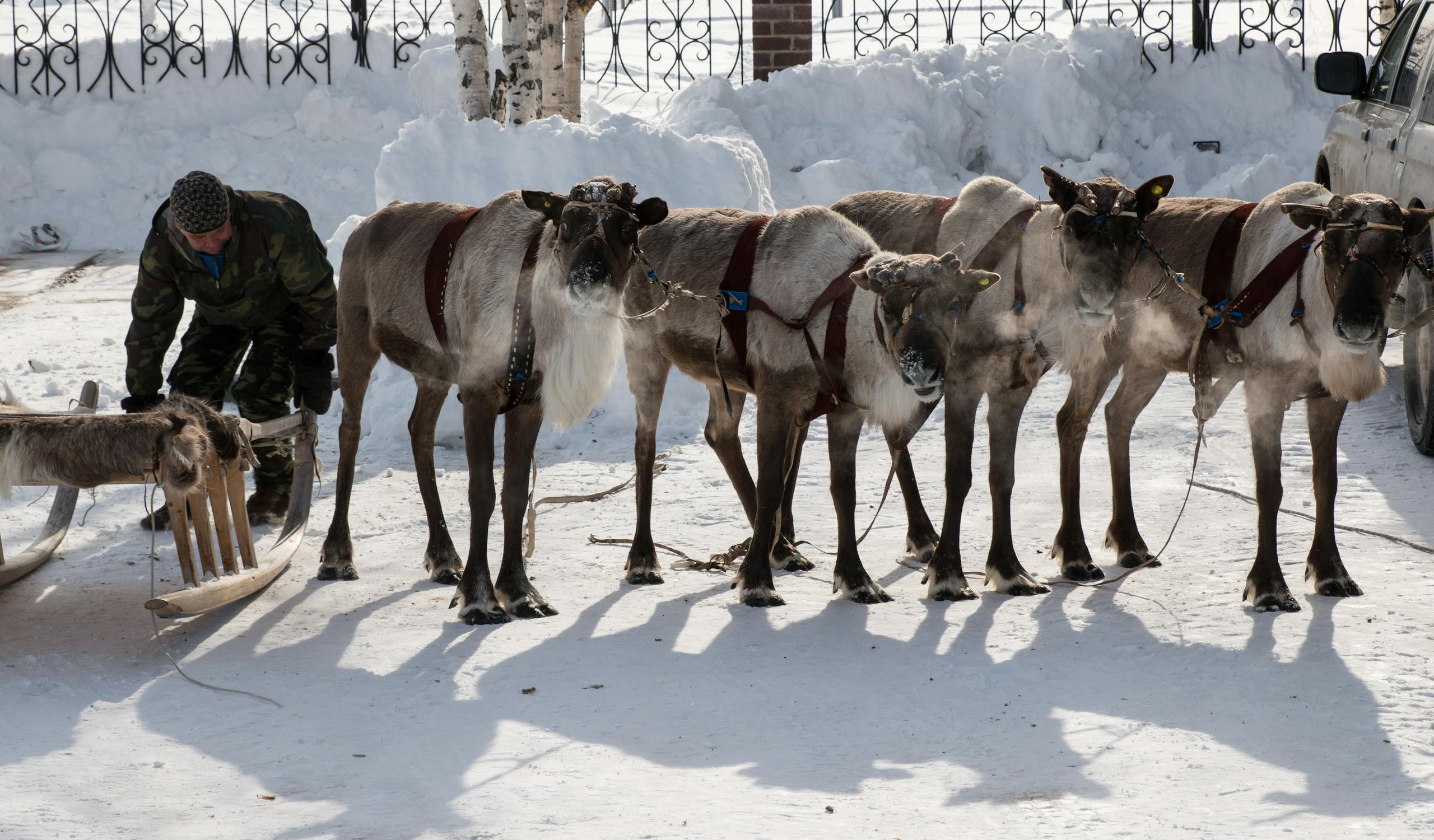 Man preparing reindeer sled team in a snowy winter landscape, showcasing traditional winter travel.